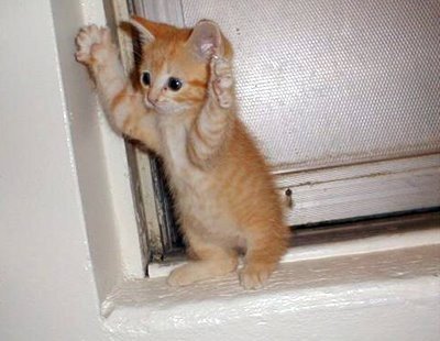 catsurrendering.thumb.jpg.9702cc249bec2c