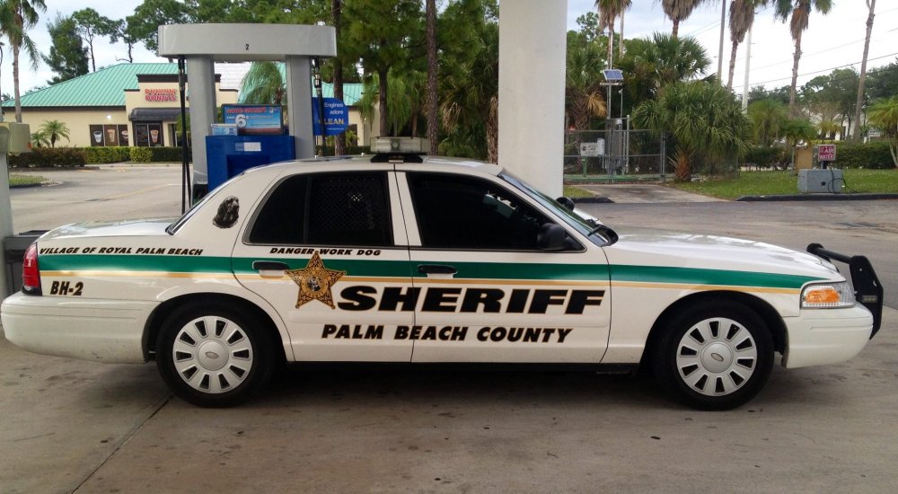 palm195.jpg
