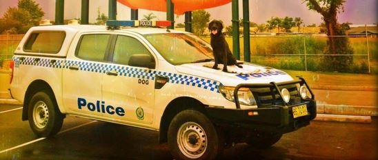 Ford ranger dog squad.JPG