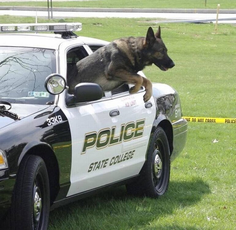 Keno jumps out of a cruiser.jpg