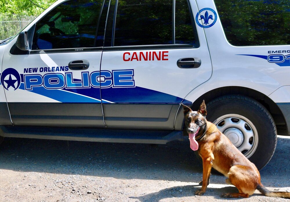 k9.jpg