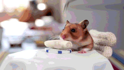 image.gif.e61c448d478589feece047d7495e2eab.gif
