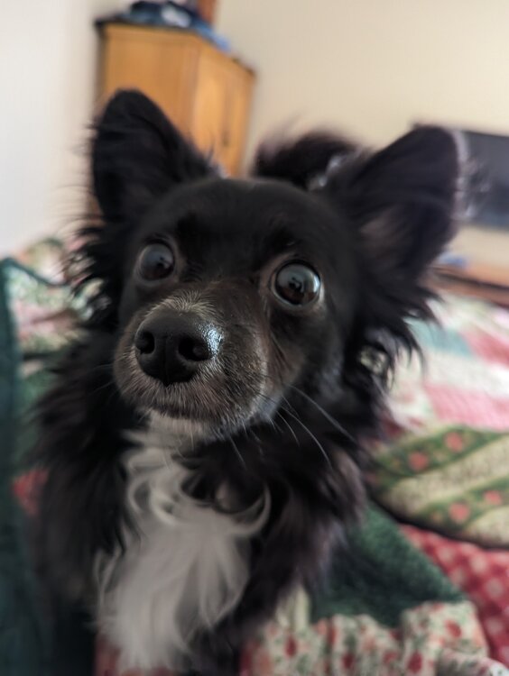 Could contain: pet, animal, dog breed, indoor, mammal, dog, chihuahua, black