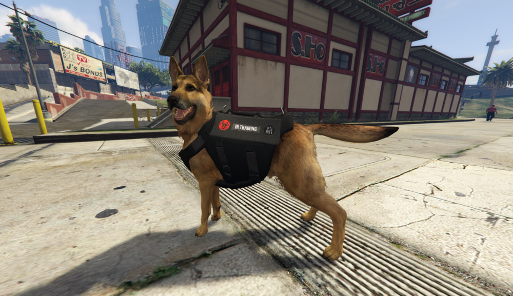 Could contain: outdoor, ground, dog breed, dog, mammal, street, animal