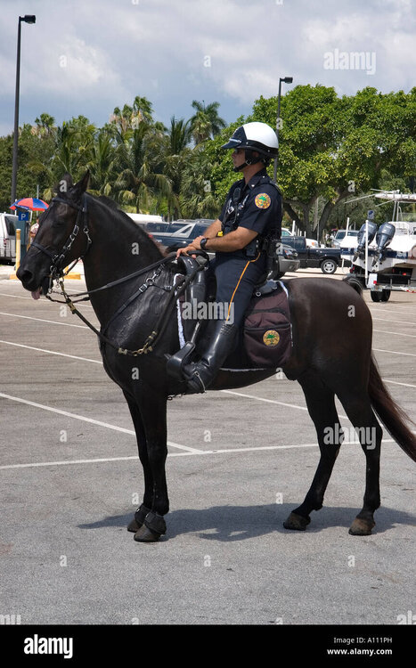 a-mounted-police-officer-of-the-city-of-miami-police-on-their-horse-A111PH.jpg