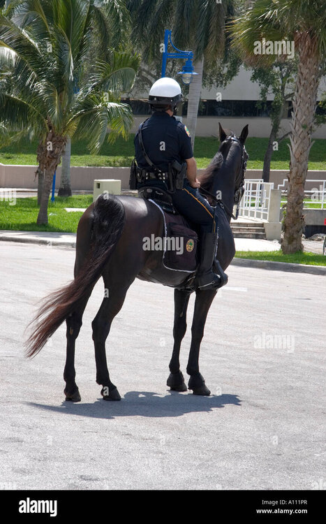 a-mounted-police-officer-of-the-city-of-miami-police-on-their-horse-A111PR.jpg
