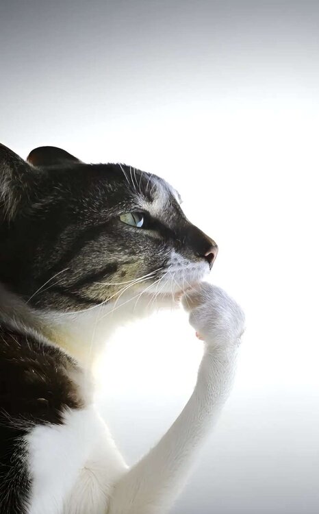 Could contain: animal, small to medium-sized cats, domestic cat, felidae, cat, white, whiskers, mammal