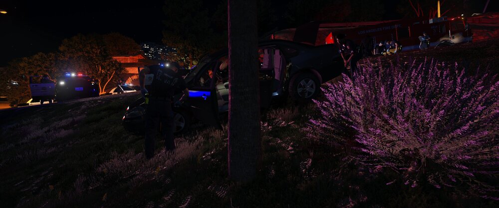 Could contain: outdoor, plant, tree, grass, purple, night, light